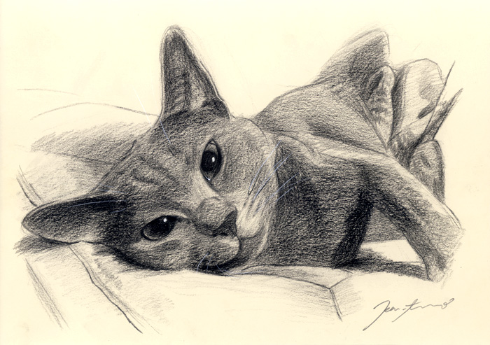 猫肖像画0５