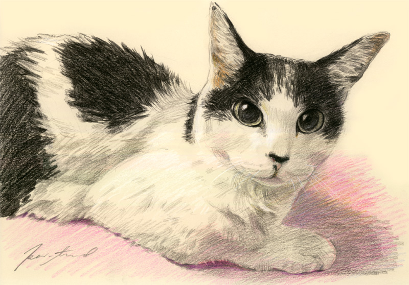 ネコ肖像画15