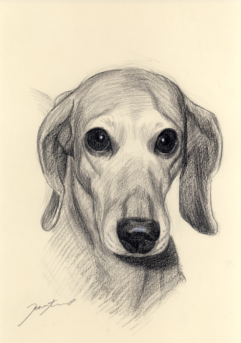 犬肖像画03