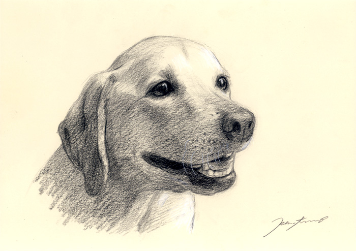 犬肖像画08