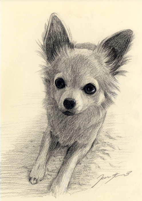 犬肖像画09