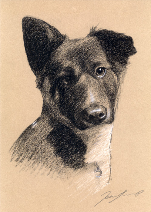 犬肖像画11 width=