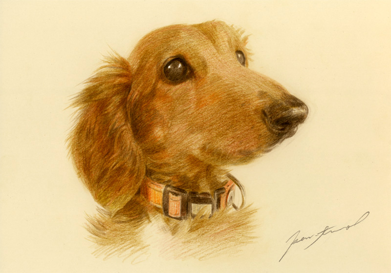 犬肖像画34