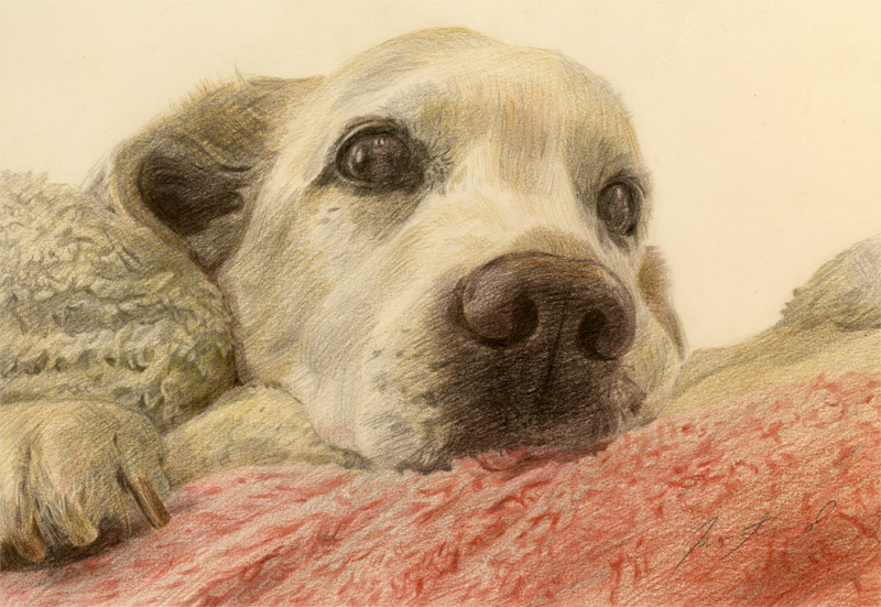 犬肖像画39